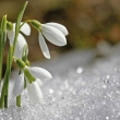 Knospen im Schnee