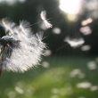 eine Pusteblume
