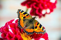 ein bunter Schmetterling