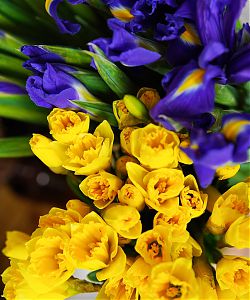 gelbe und blaue Blumen im Strauß