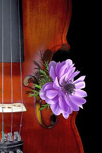 Geige mit Blume