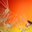 Pusteblume - © pixabay-free