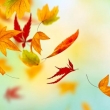 Herbstblätter fallen