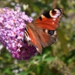 Schmetterling - © R.Rother