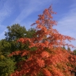 Herbstbaum - © rrother